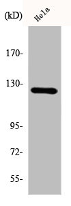 DDR1 Antibody
