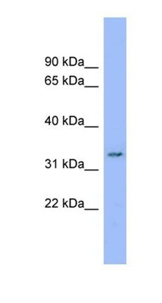 DDRGK1 antibody