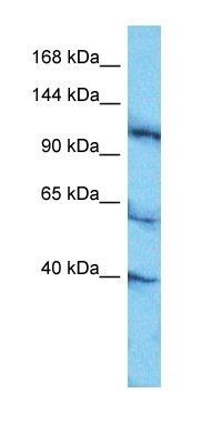 DDX10 antibody