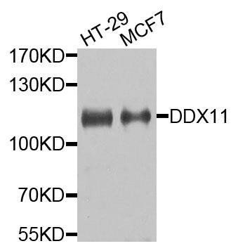 DDX11 antibody