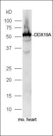 DDX19A antibody