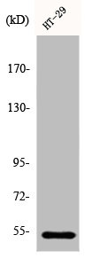 DDX19B Antibody