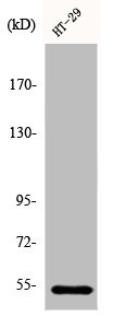 DDX19B antibody