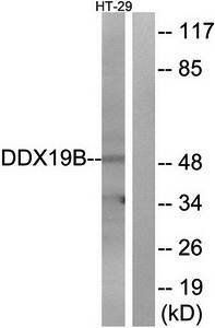 DDX19B antibody
