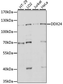 DDX24 antibody