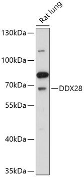 DDX28 antibody