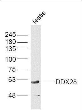 DDX28 antibody