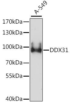 DDX31 antibody