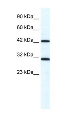 DDX39A antibody