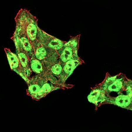 DDX39B Antibody