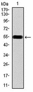 DDX39B Antibody