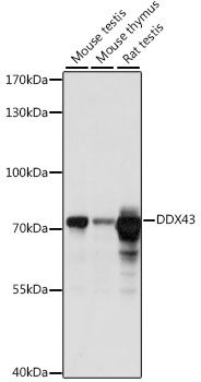 DDX43 antibody