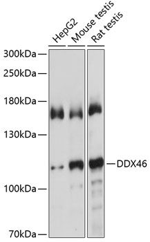 DDX46 antibody