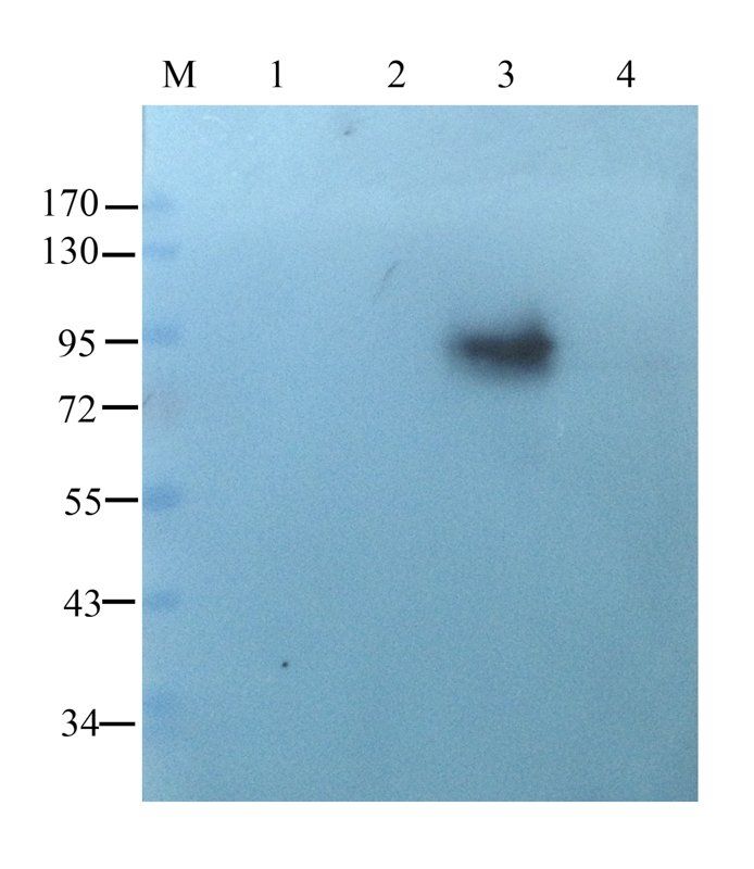 DDX4 antibody