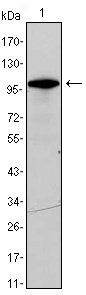 DDX4 Antibody