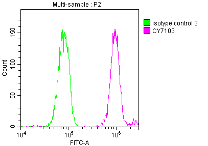 DDX5 Recombinant Monoclonal Antibody