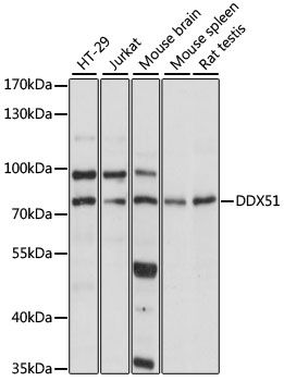 DDX51 antibody