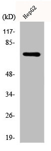 DDX51 antibody