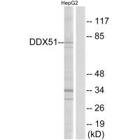 DDX51 antibody