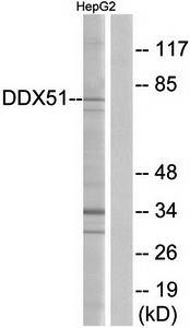 DDX51 antibody