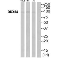 DDX54 antibody