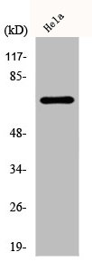 DDX55 antibody