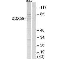 DDX55 antibody