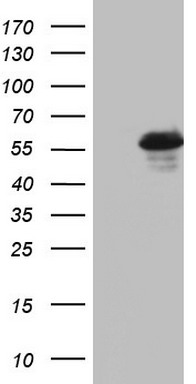 DDX59 antibody