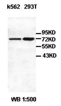 DDX5 antibody