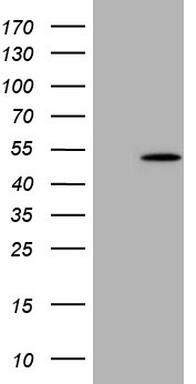 DDX6 antibody