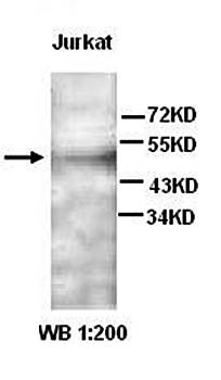 DDX6 antibody