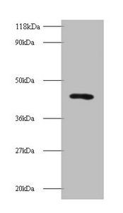 Death-associated protein 1 antibody