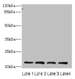 Death domain-containing protein CRADD antibody