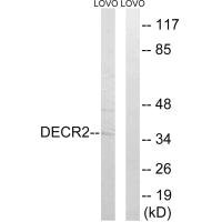 DECR2 Antibody