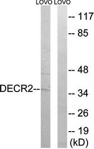 DECR2 Antibody
