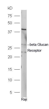 Dectin 1 antibody