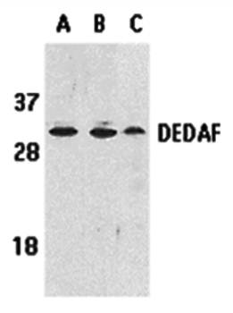 DEDAF Antibody