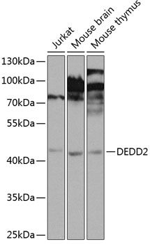 DEDD2 antibody