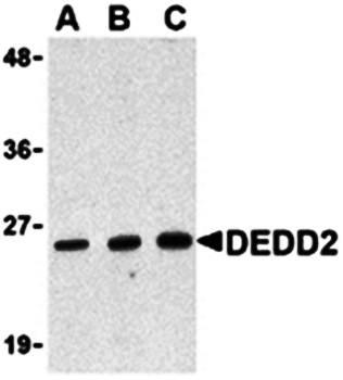 DEDD2 Antibody