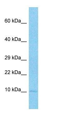 DEF5 antibody