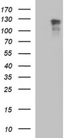 DEF6 antibody