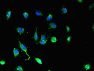 DEF6 antibody