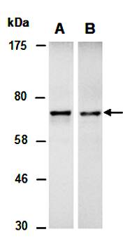 DEF6 antibody