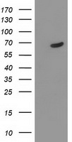 DEF8 antibody