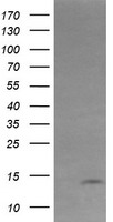 DEF8 Antibody