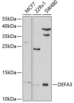DEFA3 antibody