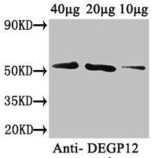 DEGP12 antibody