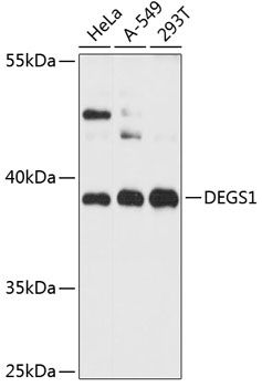 DEGS1 antibody