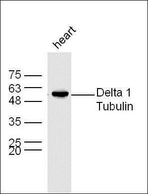 Delta 1 Tubulin antibody