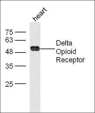 Delta Opioid Receptor antibody